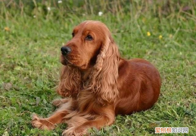 英国可卡犬和美国可卡犬区别