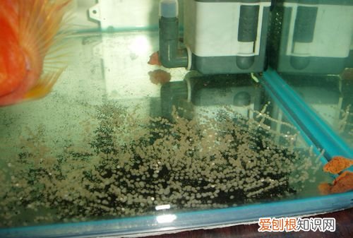 鹦鹉下蛋后怎么才能孵出小鸟