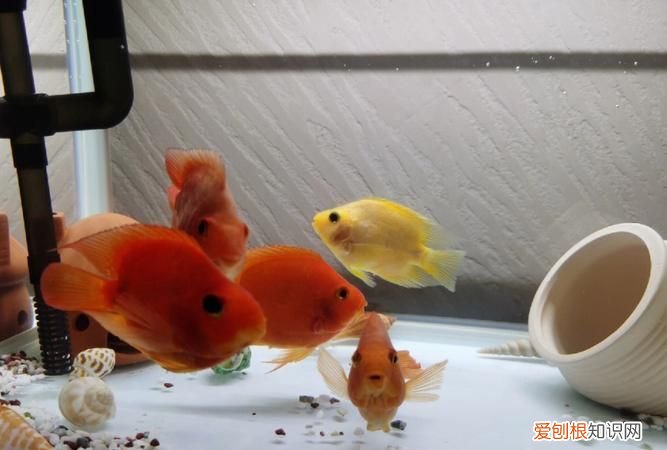 鹦鹉下蛋后怎么才能孵出小鸟