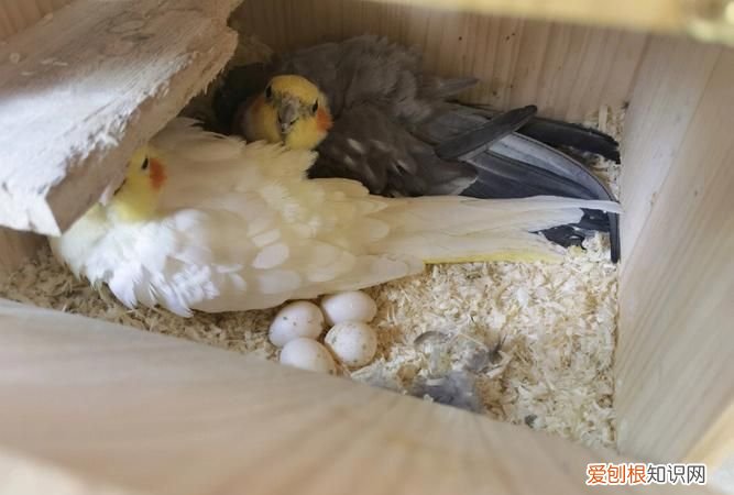 鹦鹉下蛋了要准备什么要怎样照顾