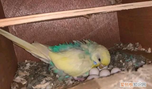 鹦鹉下蛋了要准备什么要怎样照顾