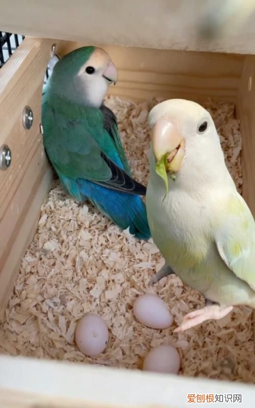 鹦鹉下蛋了要准备什么要怎样照顾