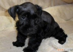 英国可卡犬体味重