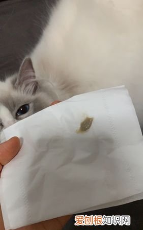 怎么擦猫屁股,擦屁股出血是什么原因