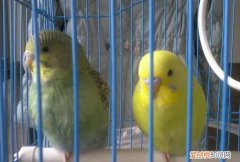 鹦鹉怕冷冬天怎么办