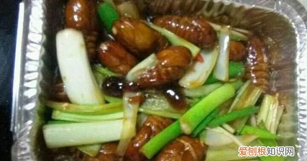 蛾怎么做好吃,炒蚕蛹怎么做好吃炒蚕蛹的家常做法是什么