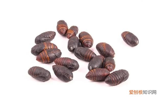 蛾怎么做好吃,炒蚕蛹怎么做好吃炒蚕蛹的家常做法是什么