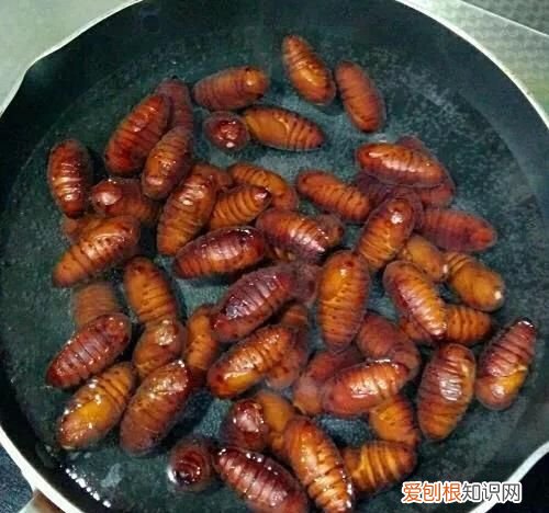 蛾怎么做好吃,炒蚕蛹怎么做好吃炒蚕蛹的家常做法是什么