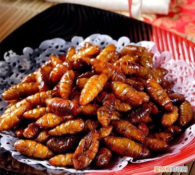 蛾怎么做好吃,炒蚕蛹怎么做好吃炒蚕蛹的家常做法是什么