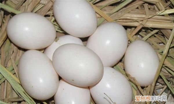 鸽子蛋的最佳吃法，鸽子蛋怎么吃最营养