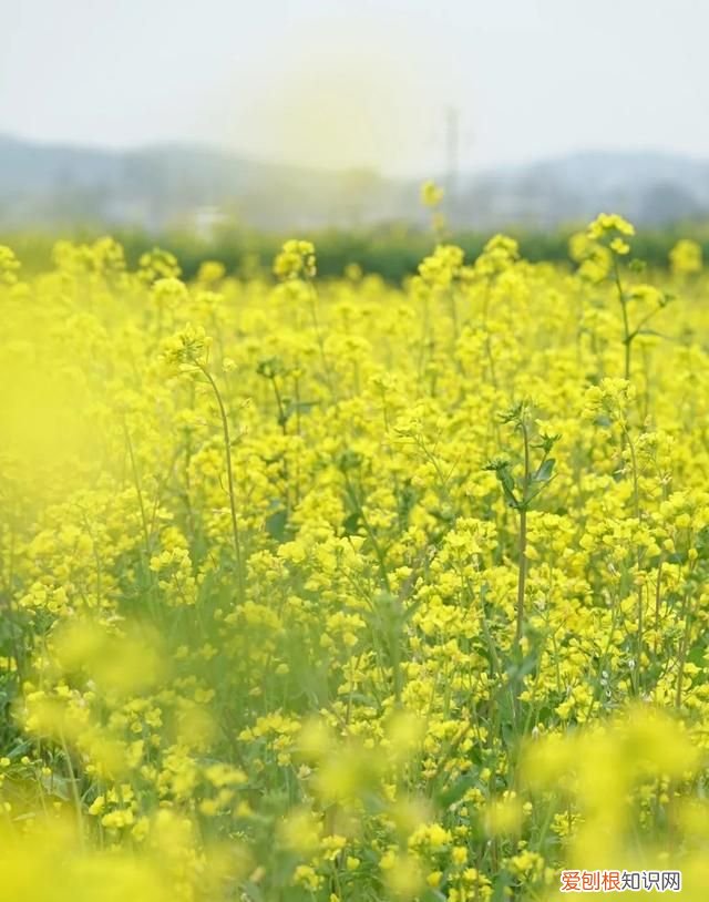 绵阳春游旅游攻略 绵阳游仙好玩的地方一日游