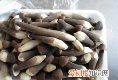 黑皮鸡枞菌野生的