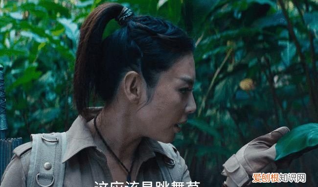 跳舞草是什么是毒品吗，舞踊是什么意思及读法