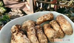 松茸保鲜期多久，新鲜松茸一般几月份有保质期多久