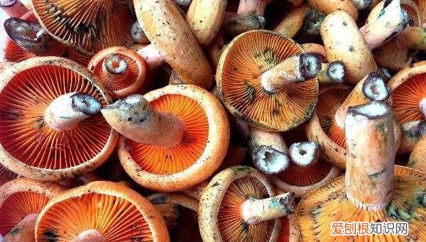 松茸保鲜期多久，新鲜松茸一般几月份有保质期多久