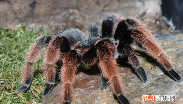 蜘蛛是节肢动物里的肉食动物吗