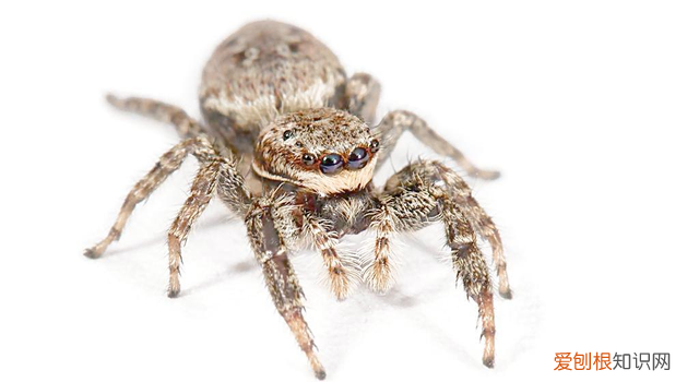 蜘蛛是节肢动物里的肉食动物吗