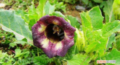 莨菪怎么读，莨菪怎么读 莨菪简介