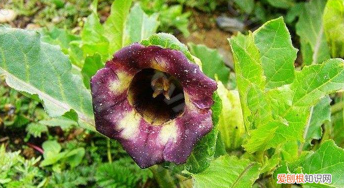 莨菪怎么读,莨菪怎么读 莨菪简介