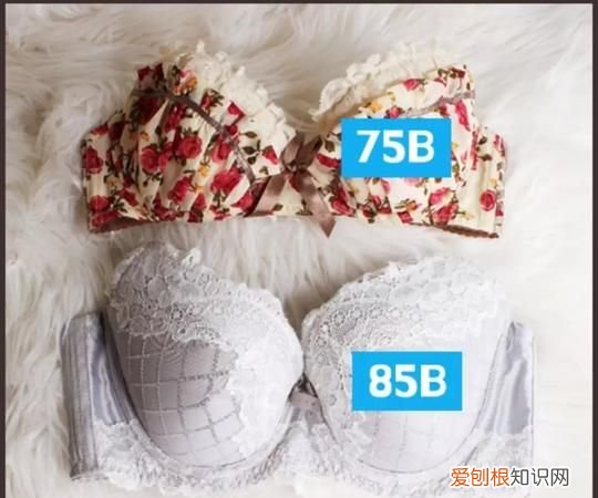 75f是多大的胸围,75a是有多大对比参照物