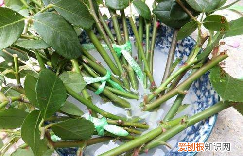 樱桃枝条春天能插活