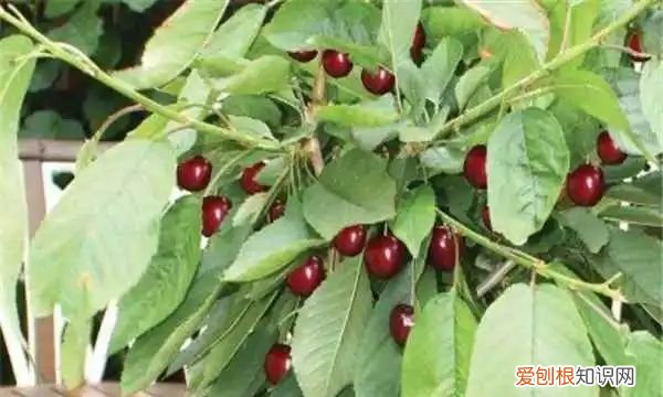 樱桃枝条春天能插活