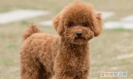 狗寿命一般多少年