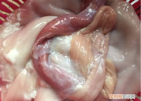 猪肚高压锅压多久才熟,猪肚用高压锅压多久才会烂