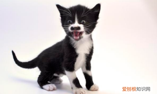 猫咪应激反应会死,猫咪应激反应多久会死