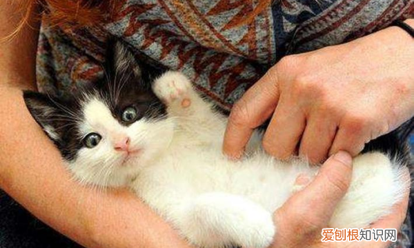 猫咪应激反应会死,猫咪应激反应多久会死