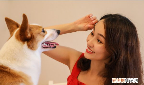 长期与泰迪说话它能听懂