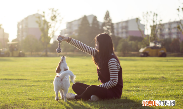 长期与泰迪说话它能听懂