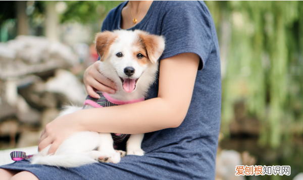 长期与泰迪说话它能听懂