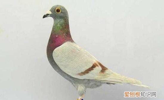 鸟一般一个小时能飞多少公里