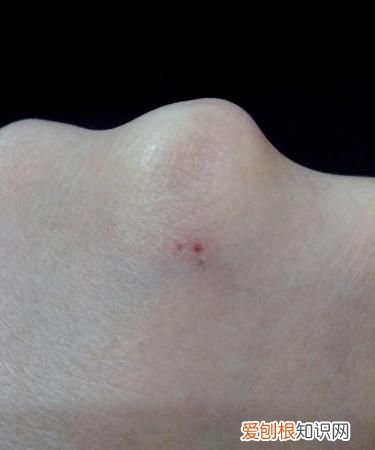 老鼠啃过的东西还能吃吗，老鼠啃过的物品怎么消毒