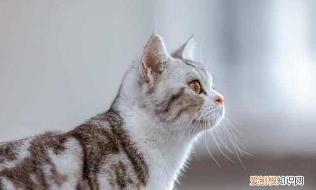 猫咪多久洗澡比较好
