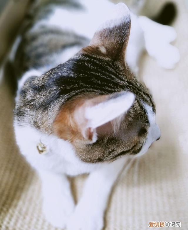 猫咪多久洗澡比较好