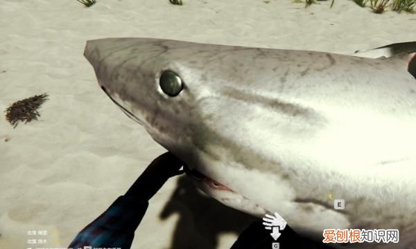 森林：如何将鲨鱼头当做饰品