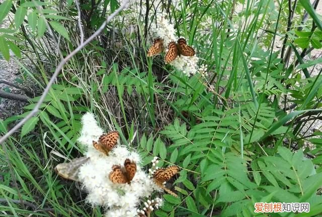 呼伦贝尔大草原什么季节去最合适