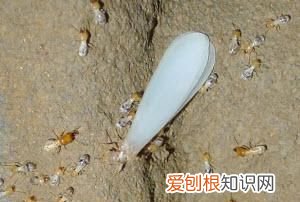 沙发上有蚂蚁怎么消灭,海南蚂蚁为什么这么厉害