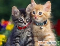 怎么看猫咪几个月了