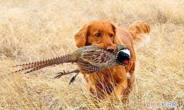 狗狗冬天需要穿衣服