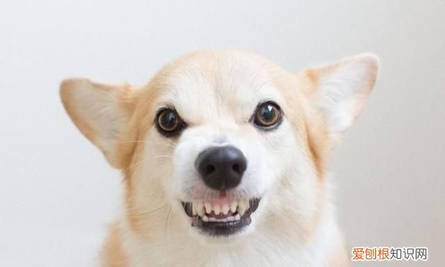 狗狗冬天需要穿衣服