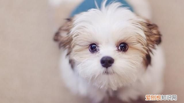 狗狗冬天需要穿衣服