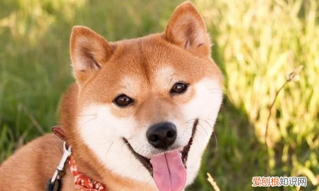 狗狗冬天需要穿衣服