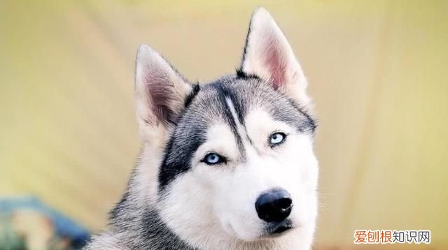 狗狗冬天需要穿衣服