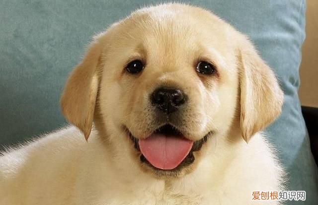 狗狗冬天需要穿衣服