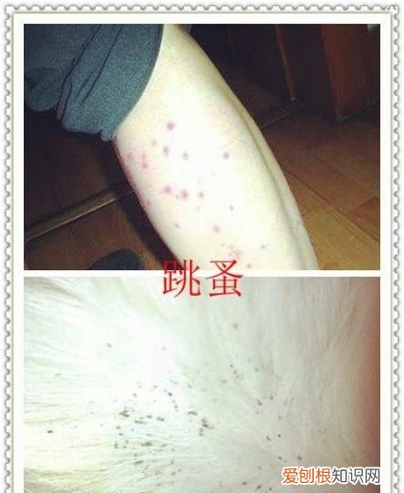 跳蚤怕水吗,冬天仓鼠身上有跳蚤