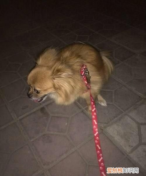 流浪狗可以收养