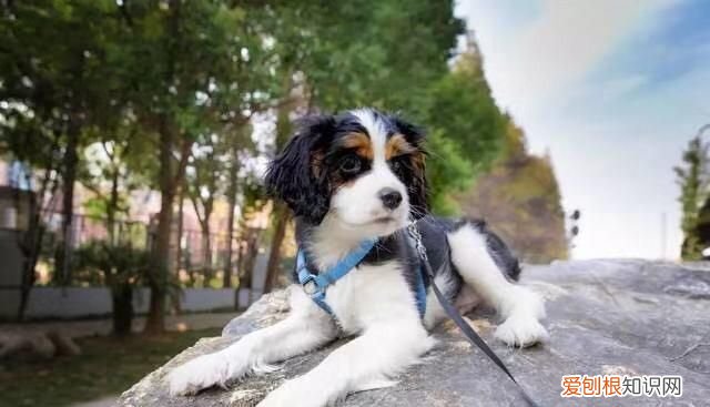 流浪狗可以收养